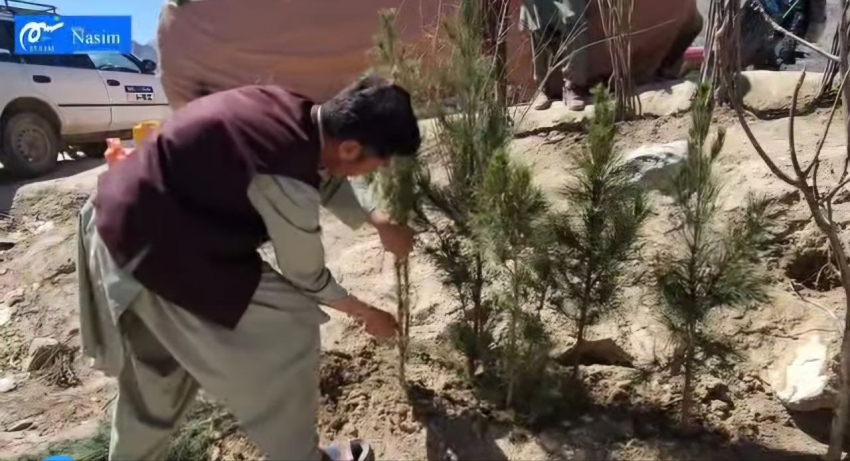 بیش از 500 هزار اصله نهال در دایکندی غرس می گردد